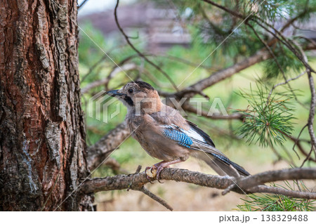 Eurasian jay, garrulus glandarius, sitting on top of old tree branch. Interested wild bird with brown and turquoise plumage from side view in nature. 138329488