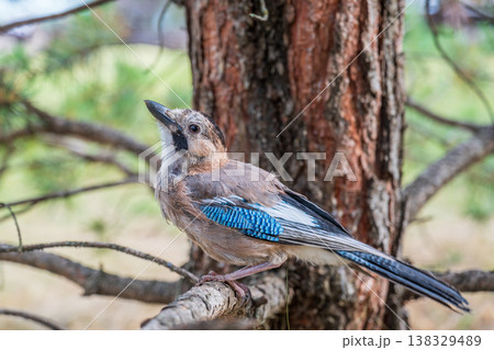 Eurasian jay, garrulus glandarius, sitting on top of old tree branch. Interested wild bird with brown and turquoise plumage from side view in nature. 138329489