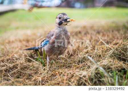 Jay standing on dry yellow grass, looking down for food.The Eurasian jay (Garrulus glandarius) Jay standing on dry yellow grass, looking down for food.The Eurasian jay (Garrulus glandarius) 138329492