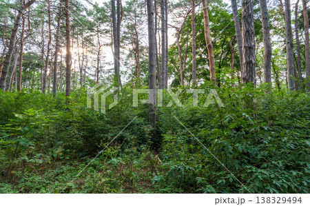 Sunlit pine forest with tall straight tree trunks and scattered undergrowth. Outdoor forest photography. Sunlit pine forest with tall straight tree trunks and scattered undergrowth. Outdoor forest photography. 138329494