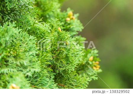 Thuja branches close-up. Thuja branch background 138329502
