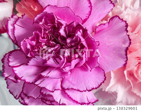 Carnation flowers macro background with ruffled petals. 138329601