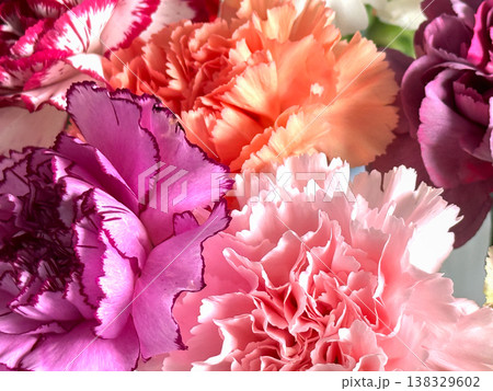 Carnation flowers macro background with ruffled petals. 138329602