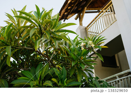 Frangipani tree with white flowers near tropical resort villa in Mauritius. 138329650