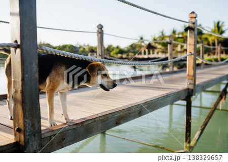 Stray dog on wooden port tropical Mauritius resort. Stray dog on wooden port tropical Mauritius resort. 138329657