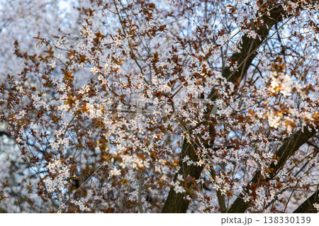 White blossom canopy beneath a cloudless spring sky. Renewal, abundance, seasonal change, orchard beauty, tranquility, growth, freshness, openness, and natural harmony in sunlight. White blossom canopy beneath a cloudless spring sky. Renewal, abundance, seasonal change, orchard beauty, tranquility, growth, freshness, openness, and natural harmony in sunlight. 138330139