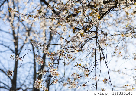 White blossom canopy beneath a cloudless spring sky. Renewal, abundance, seasonal change, orchard beauty, tranquility, growth, freshness, openness, and natural harmony in sunlight. White blossom canopy beneath a cloudless spring sky. Renewal, abundance, seasonal change, orchard beauty, tranquility, growth, freshness, openness, and natural harmony in sunlight. 138330140
