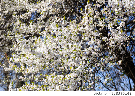Dense white flowering branches against an intense sky. Fullness, vitality, spring arrival, outdoor calm, botanical richness, and seasonal abundance in a luminous natural setting. Dense white flowering branches against an intense sky. Fullness, vitality, spring arrival, outdoor calm, botanical richness, and seasonal abundance in a luminous natural setting. 138330142