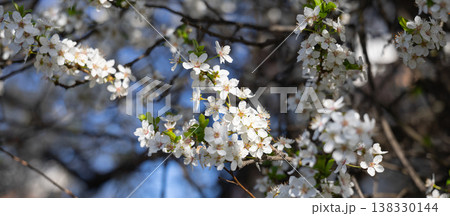 Banner with copy space white flowering branches against an intense blue sky. Fullness, vitality, spring arrival, outdoor calm, botanical richness, and seasonal abundance in a luminous natural setting. Banner with copy space white flowering branches against an intense blue sky. Fullness, vitality, spring arrival, outdoor calm, botanical richness, and seasonal abundance in a luminous natural setting. 138330144