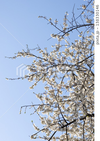 White spring blossoms covering slender branches on blue sky. Fragility, renewal, pollination, biodiversity, seasonal rhythm, and botanical detail expressed through texture, light, and natural balance. White spring blossoms covering slender branches on blue sky. Fragility, renewal, pollination, biodiversity, seasonal rhythm, and botanical detail expressed through texture, light, and natural balance. 138330146