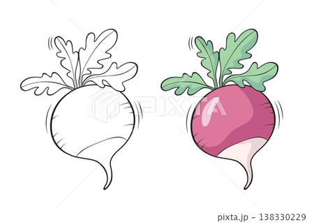 Radish outline and colored version side by side, hand drawn vegetable vector illustration for coloring book pages Radish outline and colored version side by side, hand drawn vegetable vector illustration for coloring book pages 138330229