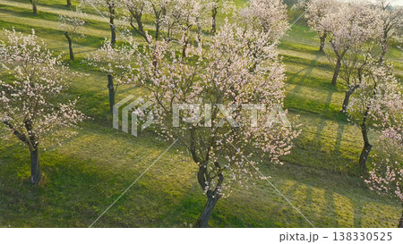 Blooming almond trees in warm sunset light with soft pink blossoms across rolling green landscape. Peaceful spring orchard scene glowing in golden hour atmosphere and natural tranquility. Blooming almond trees in warm sunset light with soft pink blossoms across rolling green landscape. Peaceful spring orchard scene glowing in golden hour atmosphere and natural tranquility. 138330525