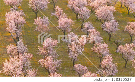 Blooming almond trees in warm sunset light with soft pink blossoms across rolling green landscape. Peaceful spring orchard scene glowing in golden hour atmosphere and natural tranquility. Blooming almond trees in warm sunset light with soft pink blossoms across rolling green landscape. Peaceful spring orchard scene glowing in golden hour atmosphere and natural tranquility. 138330527