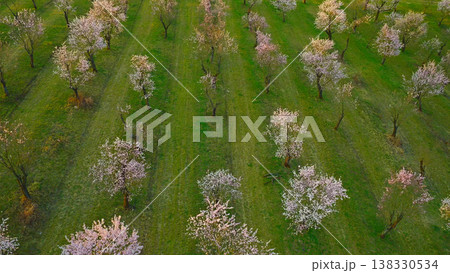 Blooming almond trees in warm sunset light with soft pink blossoms across rolling green landscape. Peaceful spring orchard scene glowing in golden hour atmosphere and natural tranquility. 138330534