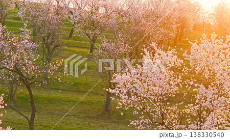 Blooming almond trees in warm sunset light with soft pink blossoms across rolling green landscape. Peaceful spring orchard scene glowing in golden hour atmosphere and natural tranquility. 138330540