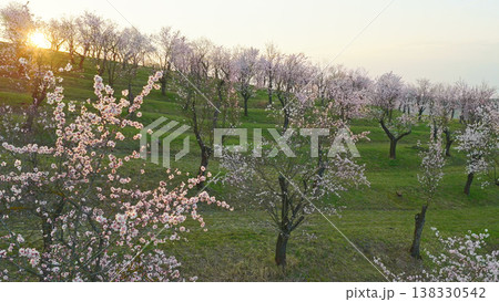 Blooming almond orchard at sunset with delicate pink and white blossoms across rolling green hills. Peaceful spring landscape bathed in warm golden light and calm evening atmosphere. 138330542