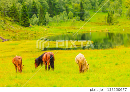 Horse on pasture. Horse on pasture. 138330677