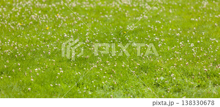 Detailed closeup of grass with blooming flowers Detailed closeup of grass with blooming flowers 138330678