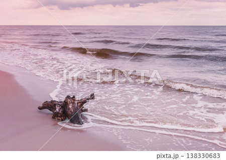 Tree root on sea shore, nature landscape Tree root on sea shore, nature landscape 138330683