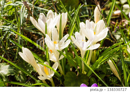 White crosus on grass 138330727
