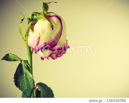 Dried withered rose flower on wall background 138330788