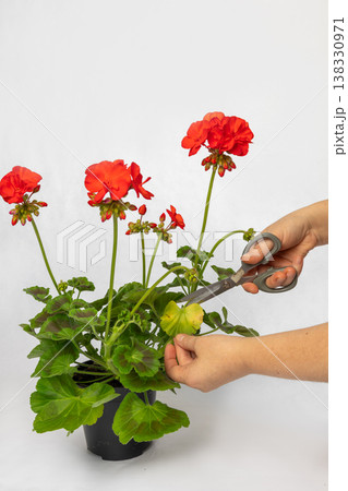 Hands snipping a yellowed leaf from a vibrant red geranium in a black pot, close up showing careful pruning and deadheading for healthy growth and tidy indoor gardening maintenance Hands snipping a yellowed leaf from a vibrant red geranium in a black pot, close up showing careful pruning and deadheading for healthy growth and tidy indoor gardening maintenance 138330971