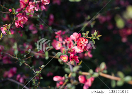 Pink flowering quince branches covered with blossoms in soft spring garden light and shallow focus. Seasonal bloom, ornamental shrub gardening, landscape planting and botanical renewal outdoors Pink flowering quince branches covered with blossoms in soft spring garden light and shallow focus. Seasonal bloom, ornamental shrub gardening, landscape planting and botanical renewal outdoors 138331052