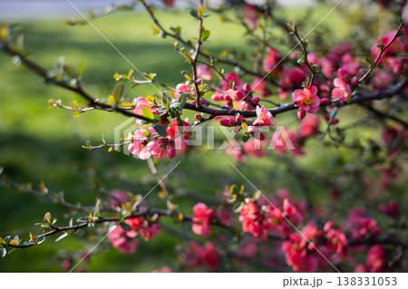 Flowering quince branch with pink blossoms stretching across blurred green background in spring sunlight. Garden shrub detail, seasonal flowering, ornamental planting and outdoor botanical texture Flowering quince branch with pink blossoms stretching across blurred green background in spring sunlight. Garden shrub detail, seasonal flowering, ornamental planting and outdoor botanical texture 138331053