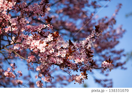 Plum spring blossoms covering branches in warm daylight. Abundance, renewal, fertility, seasonal transition, natural texture, urban stillness, and the fleeting beauty of flowering before leaf and Plum spring blossoms covering branches in warm daylight. Abundance, renewal, fertility, seasonal transition, natural texture, urban stillness, and the fleeting beauty of flowering before leaf and 138331070