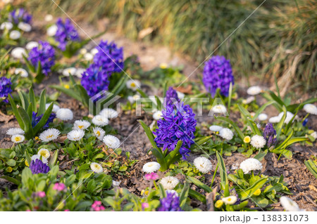 Purple hyacinths and white daisies blooming together in sunlit garden soil during springtime. Mixed flower planting, ornamental border design, seasonal landscaping and urban park horticulture Purple hyacinths and white daisies blooming together in sunlit garden soil during springtime. Mixed flower planting, ornamental border design, seasonal landscaping and urban park horticulture 138331073