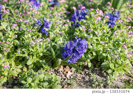 Purple hyacinths blooming in garden bed with fresh greenery and small wildflowers in spring sun. Seasonal planting, ornamental landscaping, urban flowerbed maintenance and botanical ground cover Purple hyacinths blooming in garden bed with fresh greenery and small wildflowers in spring sun. Seasonal planting, ornamental landscaping, urban flowerbed maintenance and botanical ground cover 138331074