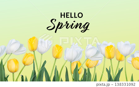Spring Tulips Banner with copy space 138331092