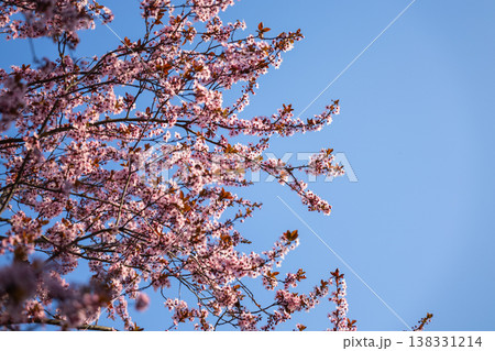 Pink plum blossoms on slender branches with copper leaves in soft focus. Spring flowering detail, ornamental horticulture, urban garden mood, seasonal freshness, botanical elegance concept 138331214