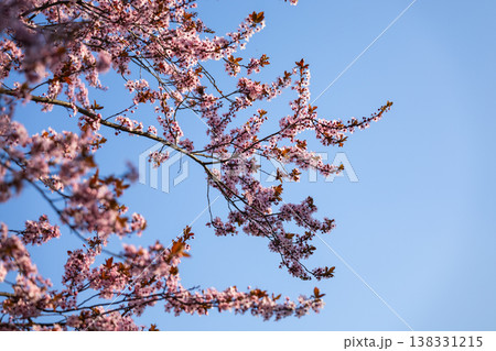 Plum spring blossoms covering branches in warm daylight. Abundance, renewal, fertility, seasonal transition, natural texture, urban stillness, and the fleeting beauty of flowering before leaf and 138331215