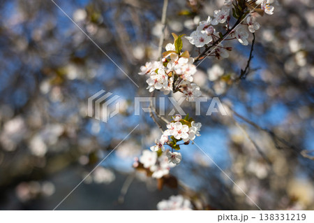 White plum blossoms on slender branches with copper leaves in soft focus. Spring flowering detail, ornamental horticulture, urban garden mood, seasonal freshness, botanical elegance concept White plum blossoms on slender branches with copper leaves in soft focus. Spring flowering detail, ornamental horticulture, urban garden mood, seasonal freshness, botanical elegance concept 138331219