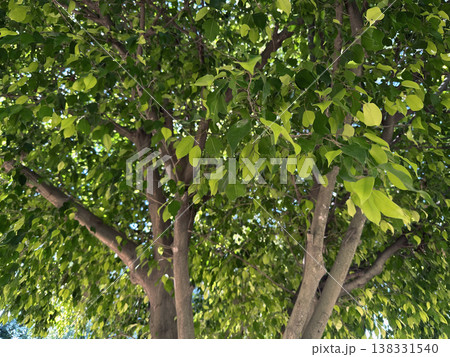 Chinese banyan, Hill's weeping fig, small-fruited fig(Ficus microcarpa) Chinese banyan, Hill's weeping fig, small-fruited fig(Ficus microcarpa) 138331540