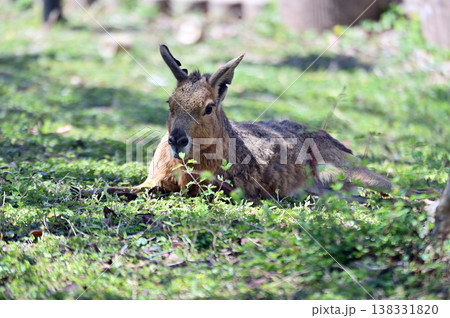 可愛いマーラ 138331820