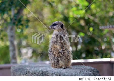 見つめるミーアキャット 138331878