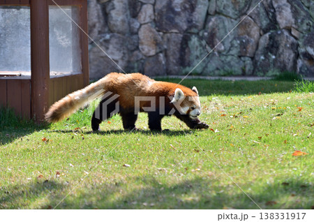 歩くレッサーパンダ 歩くレッサーパンダ 138331917