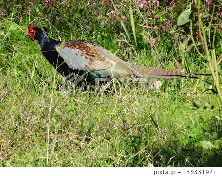 草むらを歩く雉 138331921