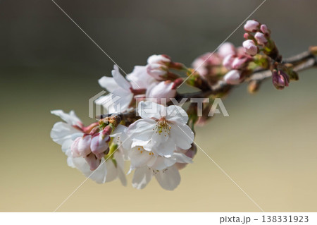 咲き始めた桜 138331923
