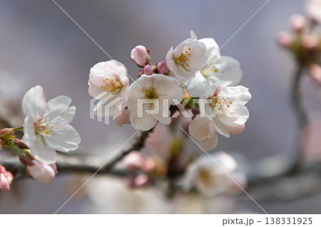咲き始めた桜 138331925