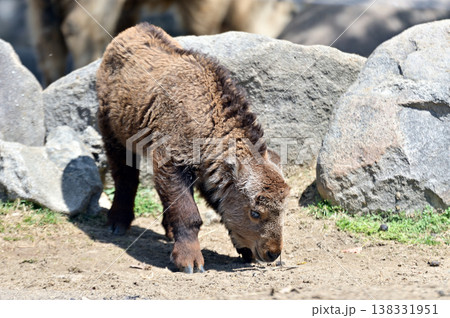 ゴールデンターキンの子供 138331951