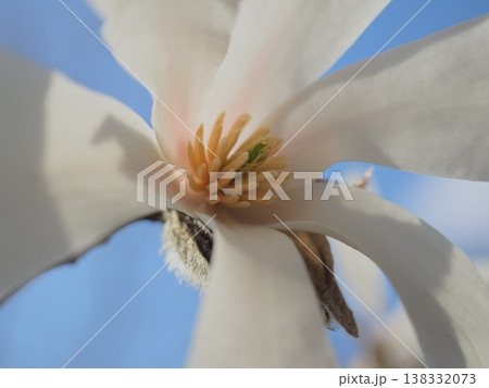 コブシの花と春の空(afli20260327150142) コブシの花と春の空(afli20260327150142) 138332073