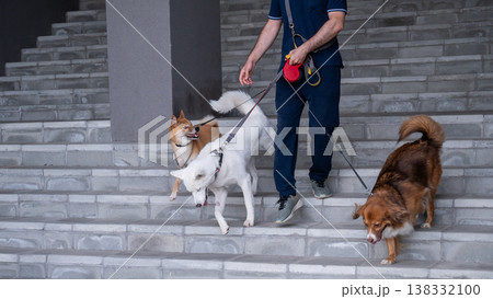 A man walks three different dogs. 138332100