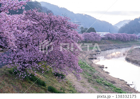 《静岡県》満開の河津桜・南伊豆町の夜明け 138332175