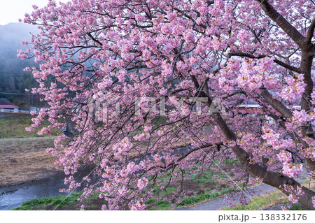 《静岡県》満開の河津桜・南伊豆町の夜明け 138332176