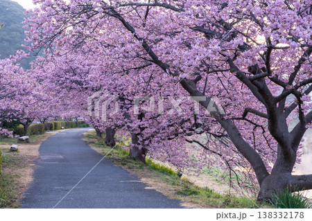《静岡県》満開の河津桜・南伊豆町の夜明け 138332178