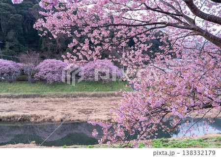 《静岡県》満開の河津桜・南伊豆町の夜明け 138332179