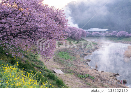 《静岡県》満開の河津桜・南伊豆町の夜明け 138332180